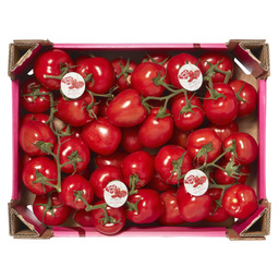 Tomates pomodoro en grappe pays-bas