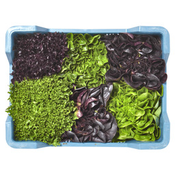 Salanova salat gemischt multiblatt 6 sor