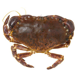 Crabe vivant mer du nord 1kg +