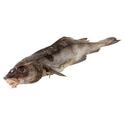 Aiglefin entier avec tête
