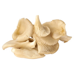 Pleurottes giant oyster mushrooms