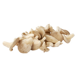 Oyster mushroom, mini
