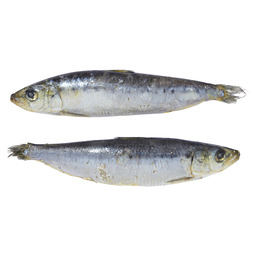 Dutch sardines