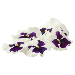 Violets white