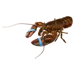 Lobster 400/600 gr canada