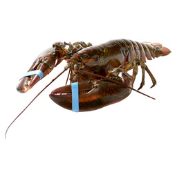 Lobster 600/800 gr canada