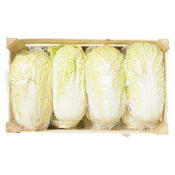 Cabbage chinese holland
