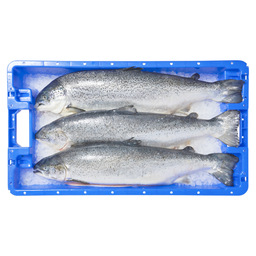 Lachs norwegen 4/5 kg ausgenommen