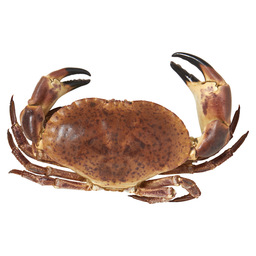 Crabe vivant écosse