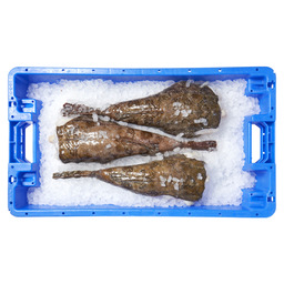 Monkfish tail skin on 2/4 kg