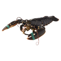 Lobster 800/1200 gr oosterschelde