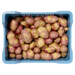 Aardappel nemo ( oeraardappel)