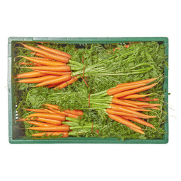 Carrots bunch