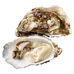 Oysters gillardeau speciales no. 4