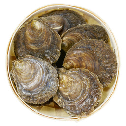 Oesters plat 3/0