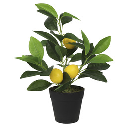 Plant citrus geel h30cm