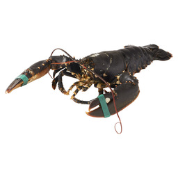 Lobster 600/800 gr oosterschelde