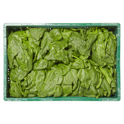 Spinach belgian