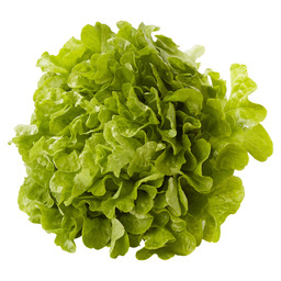 Oak leaf lettuce green belgium