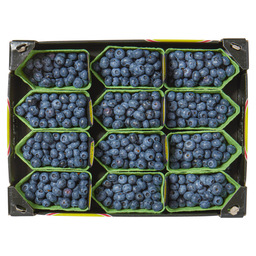 Berries blue holland