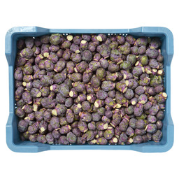 Sprouts holland red 16-23 mm