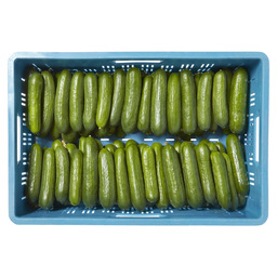 Cucumber mini holland