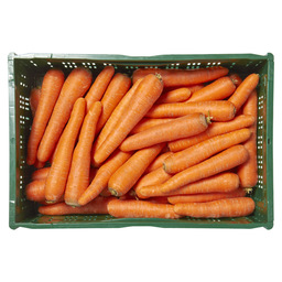 Winter carrot holland