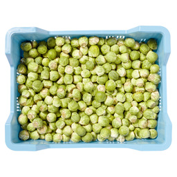 Sprouts holland d 16-23 mm