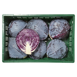 Cabbage red holland