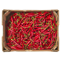 Pepper rawit red