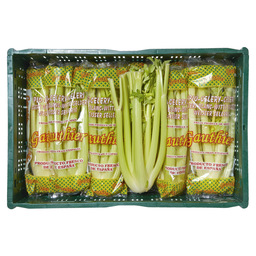 Staudensellerie holland