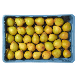 Pear doyenne du comice holland 75-80