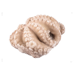 Middelgrote octopus