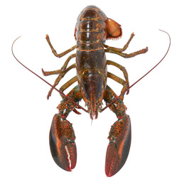 Lobster 500/600 gr canada