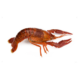 Crayfish dutch live