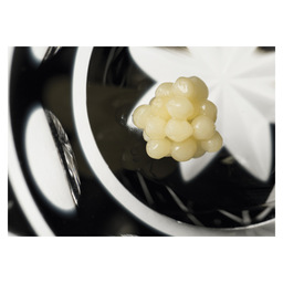 Caviar white pearl royal belgian caviar