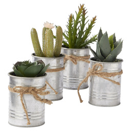 Cactus&succulent in pot leota