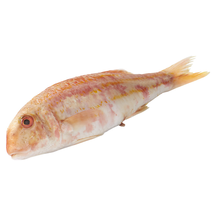 STRIPED RED MULLET ROUGH