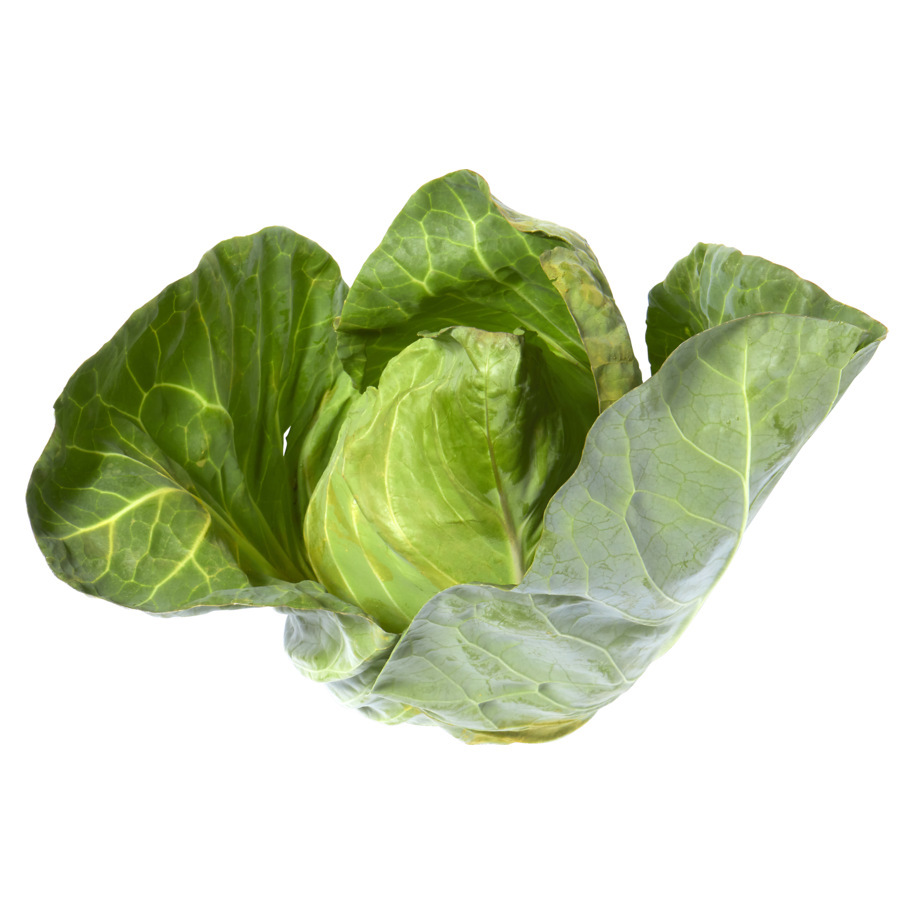 CABBAGE CONICAL