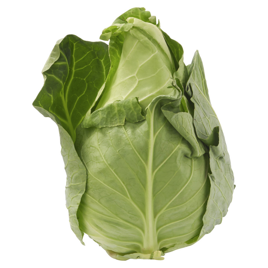 CABBAGE CONICAL