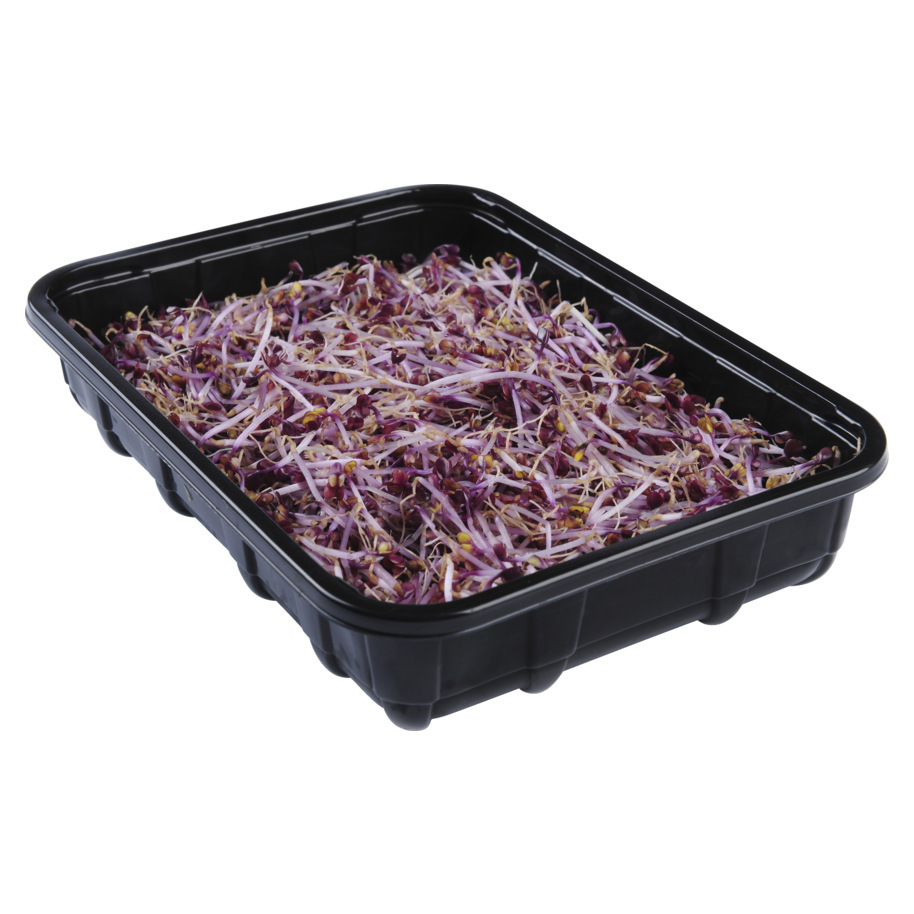 RED CABBAGE SPROUTS 100 G VERV. 34251202