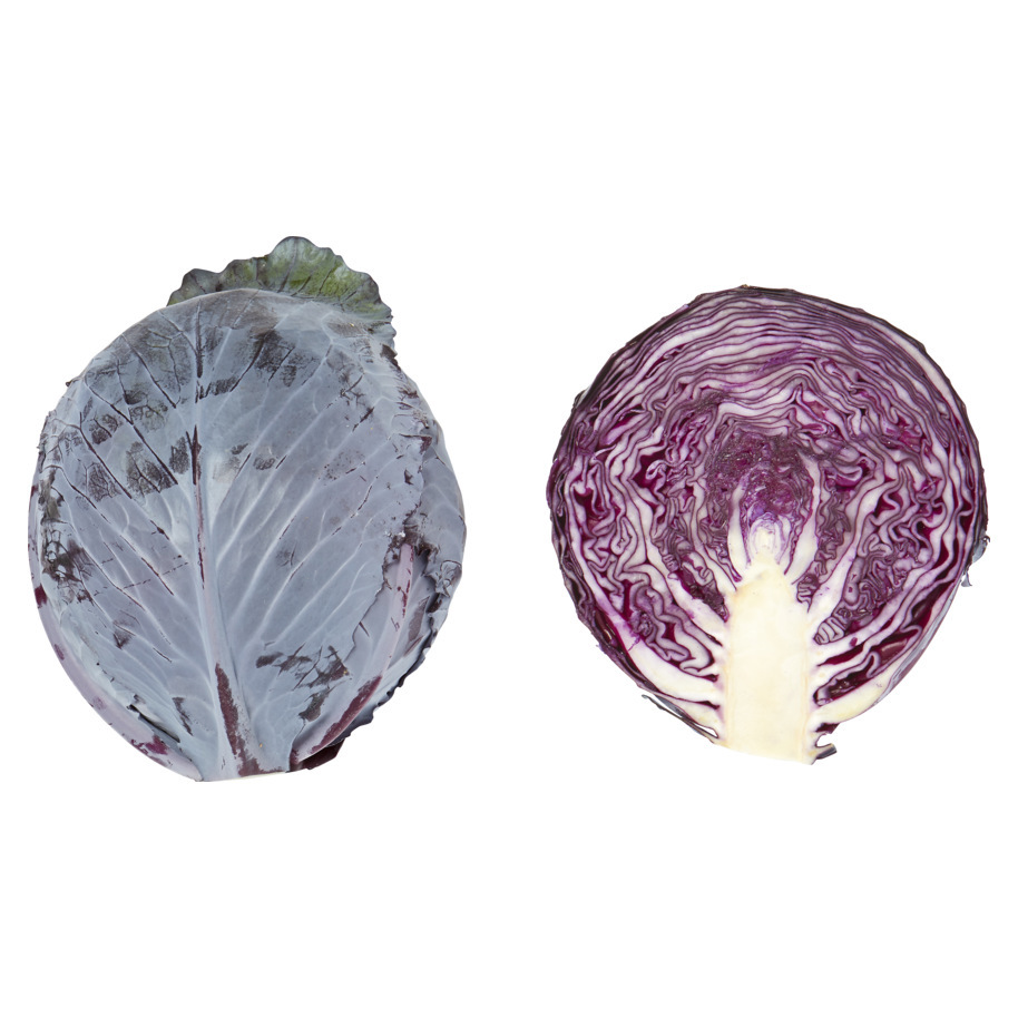 CABBAGE RED HOLLAND