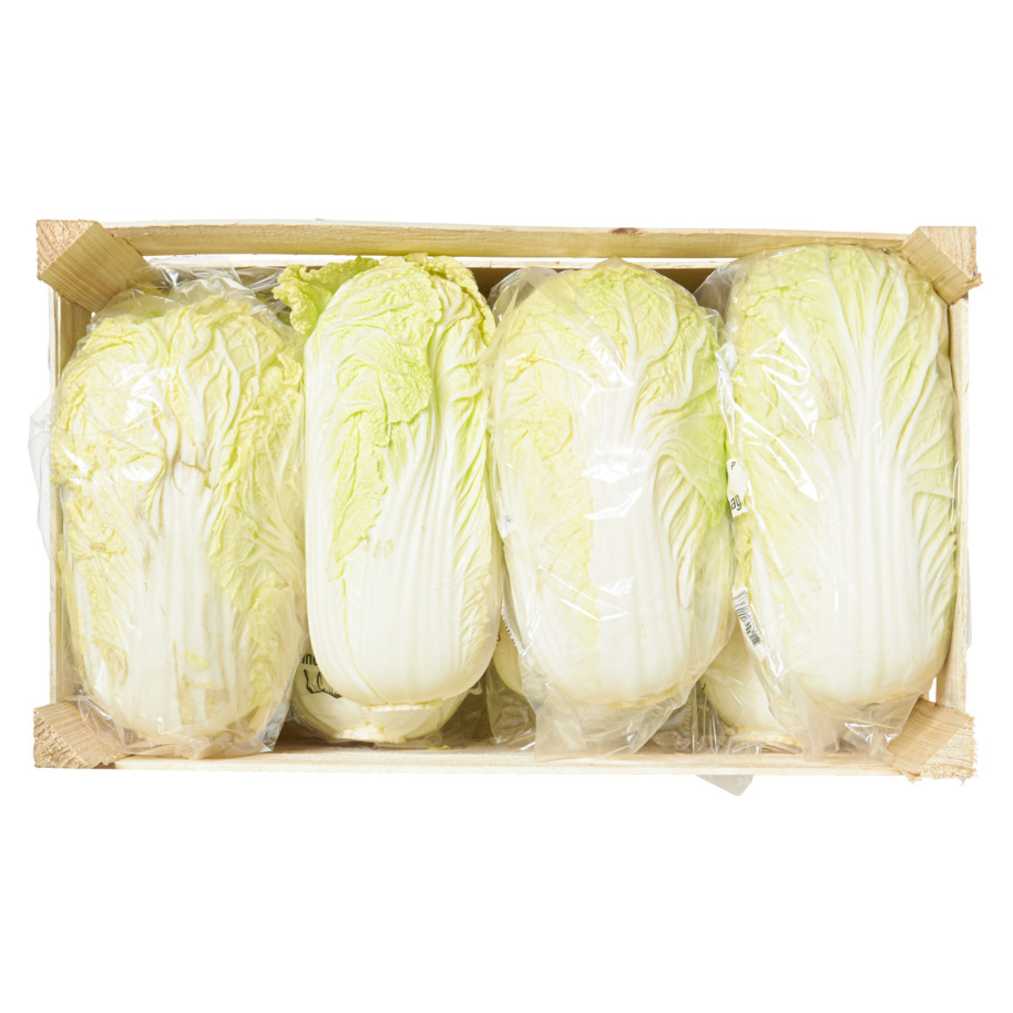 CABBAGE CHINESE HOLLAND