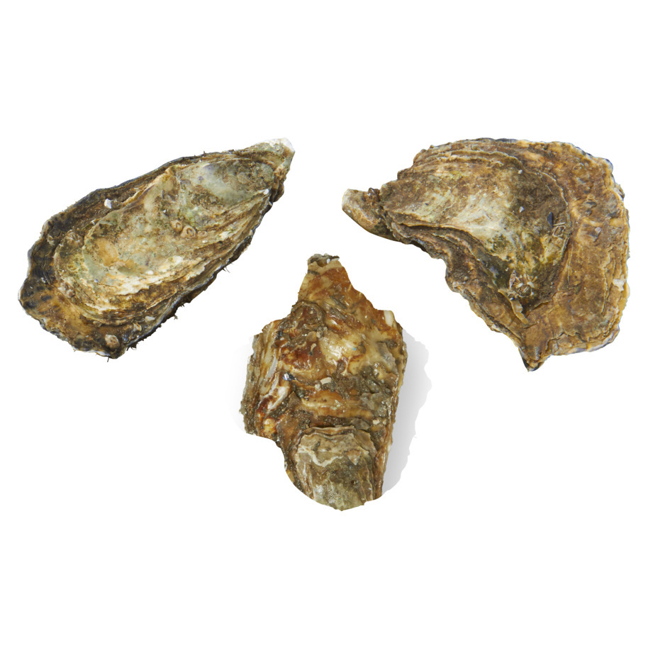 OYSTERS ZEEUWSE CREUSES NO. 3