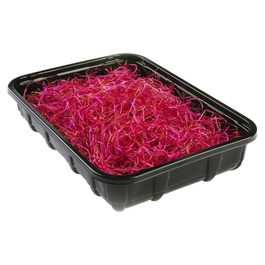 RED BEETS SPROUTS 100 GR VERV. 34250007