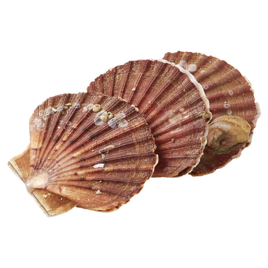 SCALLOPS IN SHELL FRANCE 3/5 PC-KG