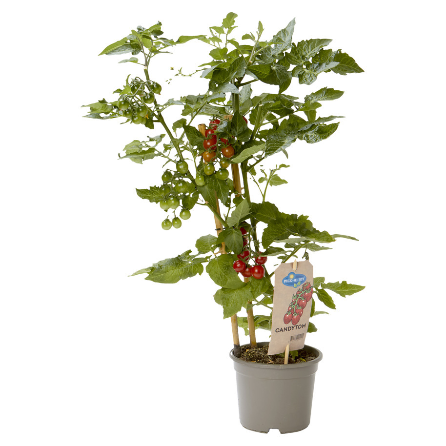CANDYTOM BERRYTOMATO, PLANT WITH EDIBLE