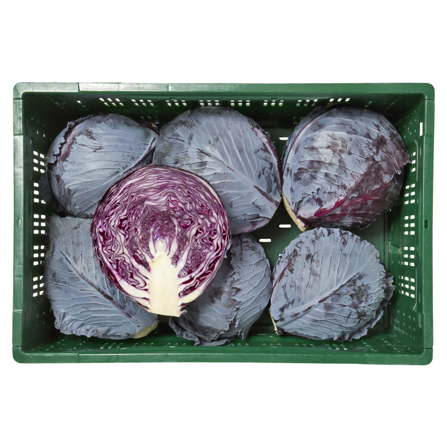 CABBAGE RED HOLLAND