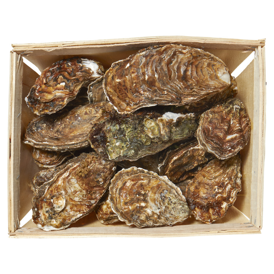 OYSTERS ZEEUWSE CREUSES NO. 0