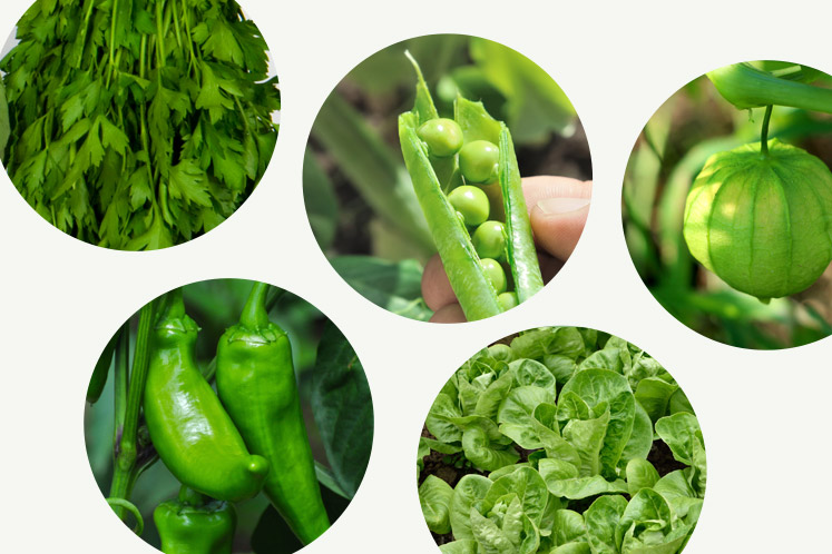 Groene groentes | HANOS